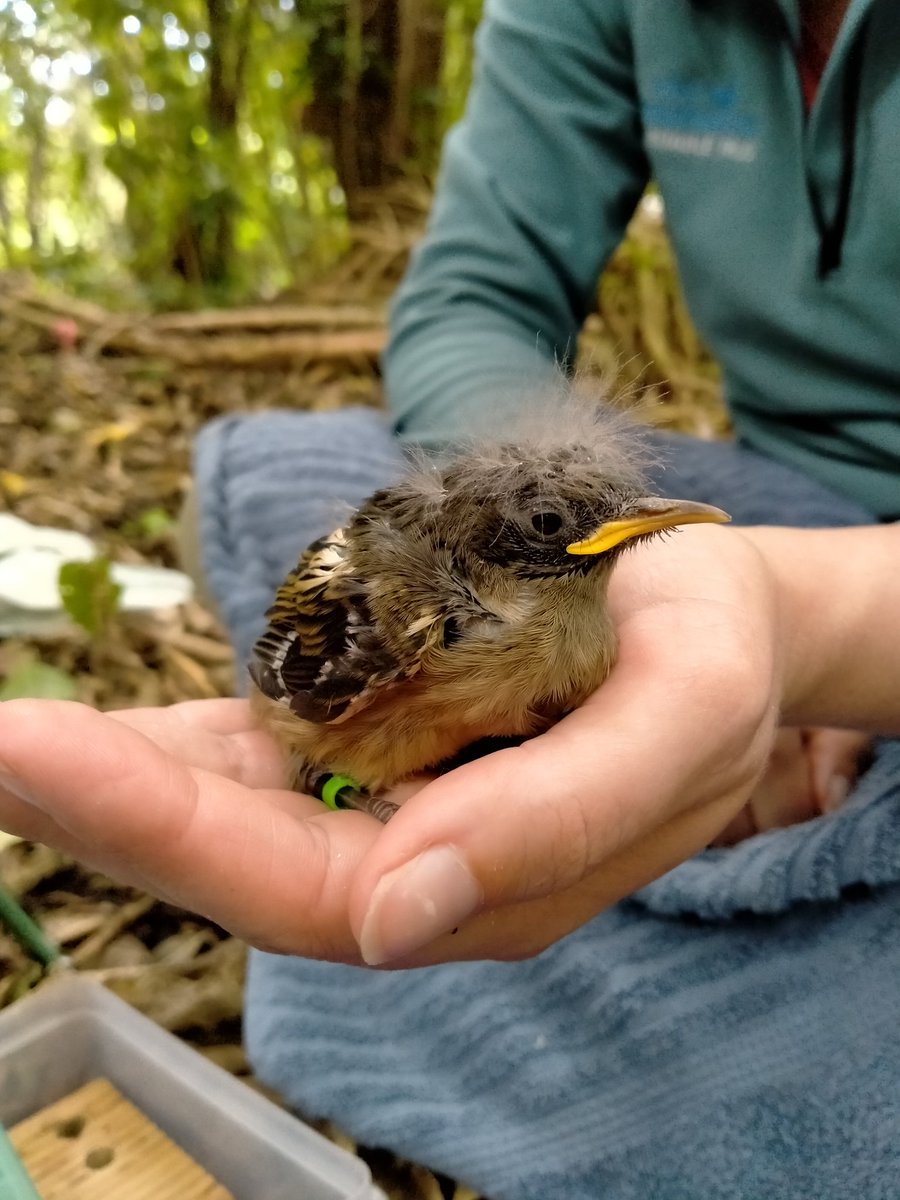 The hihi have been keeping the team on #TiritiriMatangi very busy. 63 chicks banded across 21 nests in 2 days.

The females all got the memo to lay eggs at the same time it seems 🤔.

#hihi #stitchbird #NZbirds #nzconservation #birdbanding #birdringing #monitoring #conservation