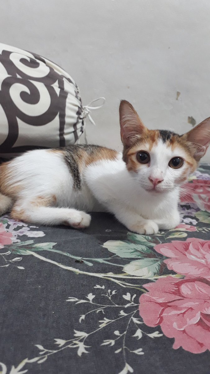 webarecats_'s tweet photo. Rest in love Leon, Ruby and Berry. I love you as always and it won't change❤
Go across the rainbow bridge sayang sayangku🌈❤ https://t.co/w5rfpPo63m