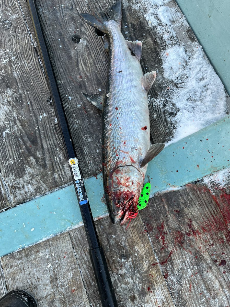 turiota_toshiya's tweet photo. WIN9釣果報告です🎣
僕は犬さん
今日のハネウチの為にカナリヤカラーご購入していただき、3匹の釣果👏
視認性があるとの声を多くいただき、アピール力があるように見えますが…
魚には一体どう見えているのか…🤔笑
来年のおすすめカラーでシーズン前に作成頑張ります😊
#WIN9
#カナリヤドットグロー https://t.co/9D3efCer10