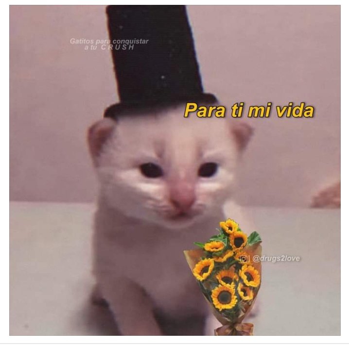 Adrin04548946's tweet photo. @LunaMorgan11 Salaverga eres de Yucatán? Yo también xd invita pa navidad ctm!!! https://t.co/1q4Z7Huoz0