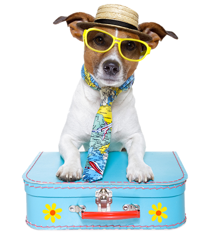 PetsPedia_'s tweet photo. Flying with pets can be stressful for both pet owners and the animal themselves. With the help of an experienced #PetFlightNanny, both of you can be comfortable and confident.

Connect with us today at (704) 457-9673 for pet flight services. https://t.co/AqvFpnLQKF #PetRelocation https://t.co/quyucAS5pv