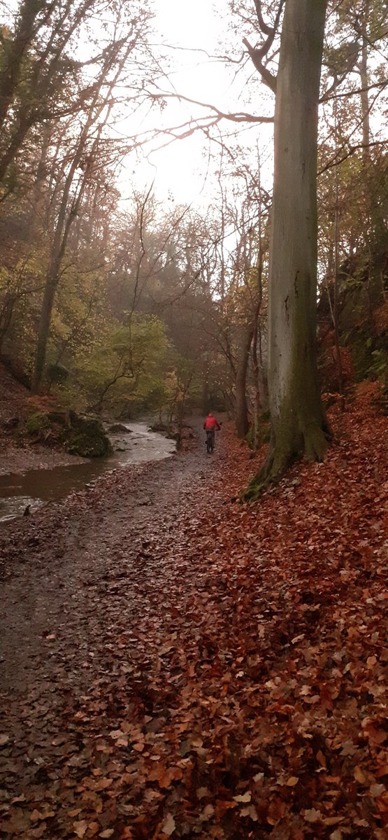 #autumn #bigfun #trees 🐢