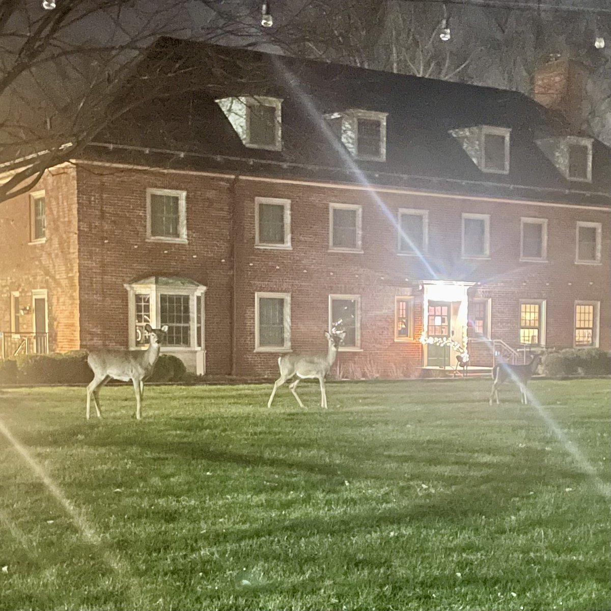 Rebecca Brenner Graham tweet media