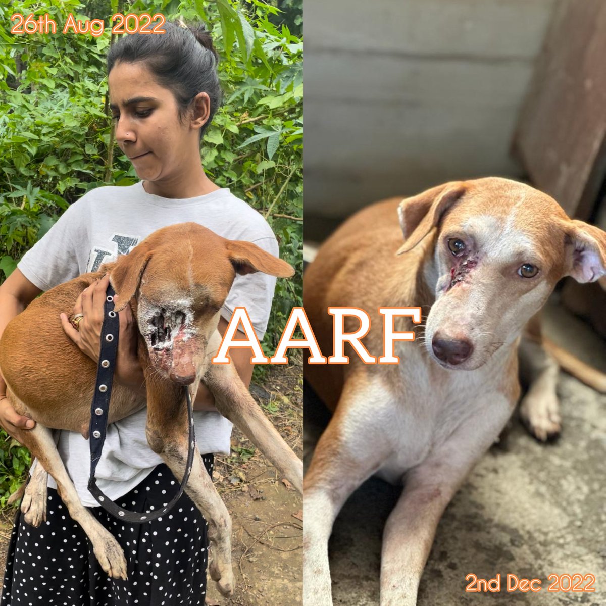 AARF_official's tweet photo. Noor🐾

https://t.co/xEw3xoaTfi https://t.co/JmU5edmiLL