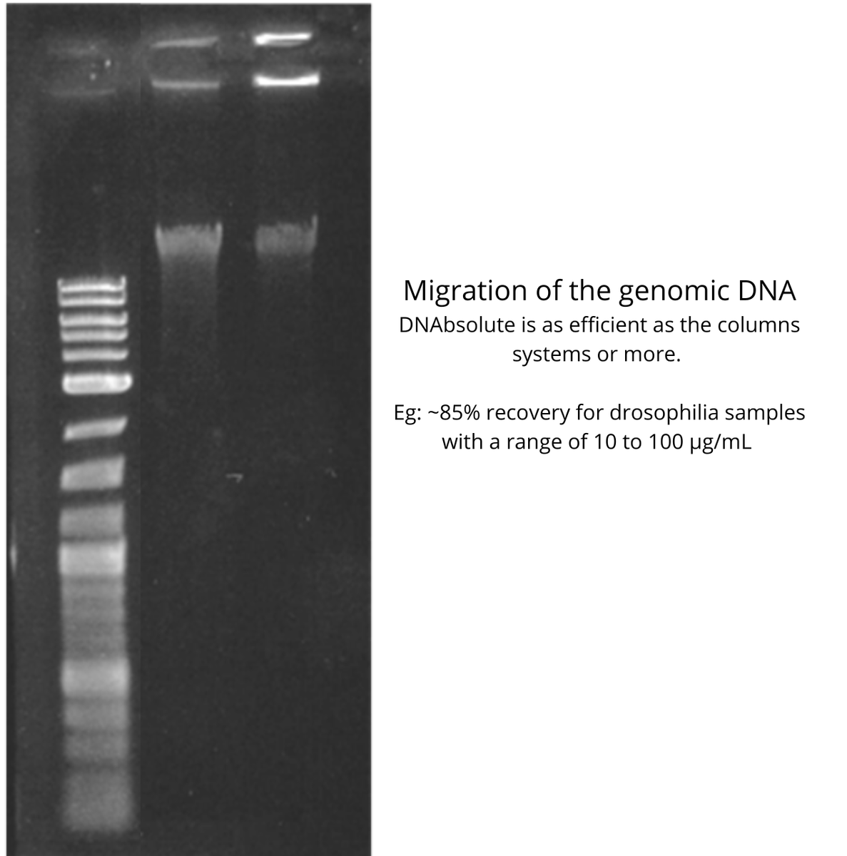 IdylleLabs's tweet photo. #DNAbsolute experiments - Developers got ~85% recovery for drosophilia samples with a range of 10 to 100 µg/mL and ~60% recovery for #drosophilia samples with low #DNA concentrations (5-10 ng/mL)

Check if you can try it https://t.co/Cn7CsOr7kR https://t.co/8VMKNMwXPm