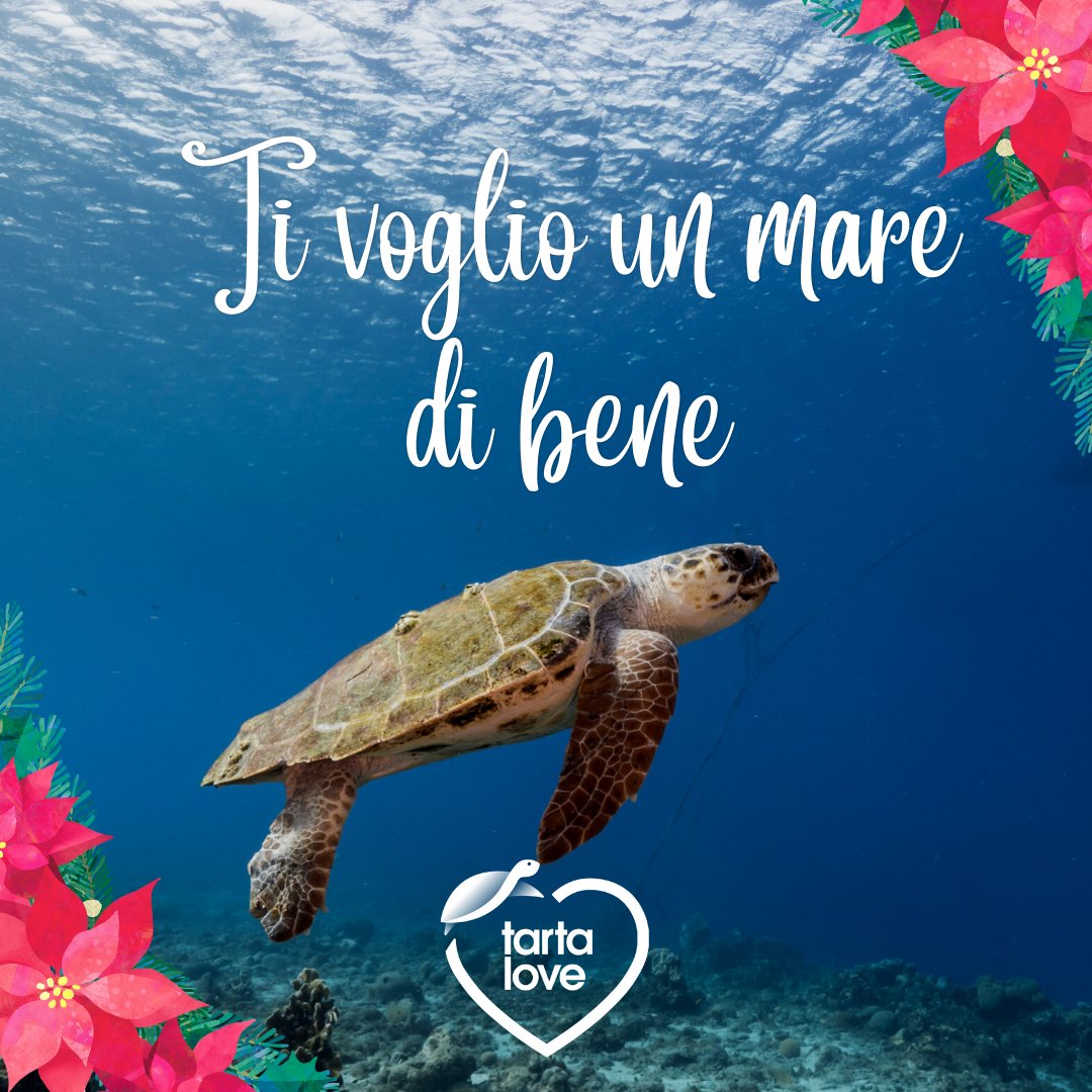 💙🌊 TI VOGLIO UN MARE DI BENE 🌊💙

❣️Quest'anno puoi dirlo in un modo speciale.
🎁 Regala l’adozione di una tartaruga marina 🐢🌊 e salva una specie a rischio.

vai su legambiente.it/tartalove/

#tartarughemarine #carettacaretta