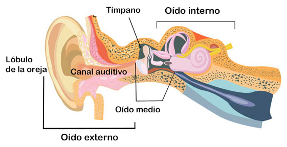 kiversal's tweet photo. ¿Acertaste? Hablamos de la #sordera de conducción y esta es debida a un problema mecánico en el #oído. Conoce sus síntomas y causas en el blog de #Kiversal: https://t.co/FXvu6kc1Sj https://t.co/1iuIdpIJGr