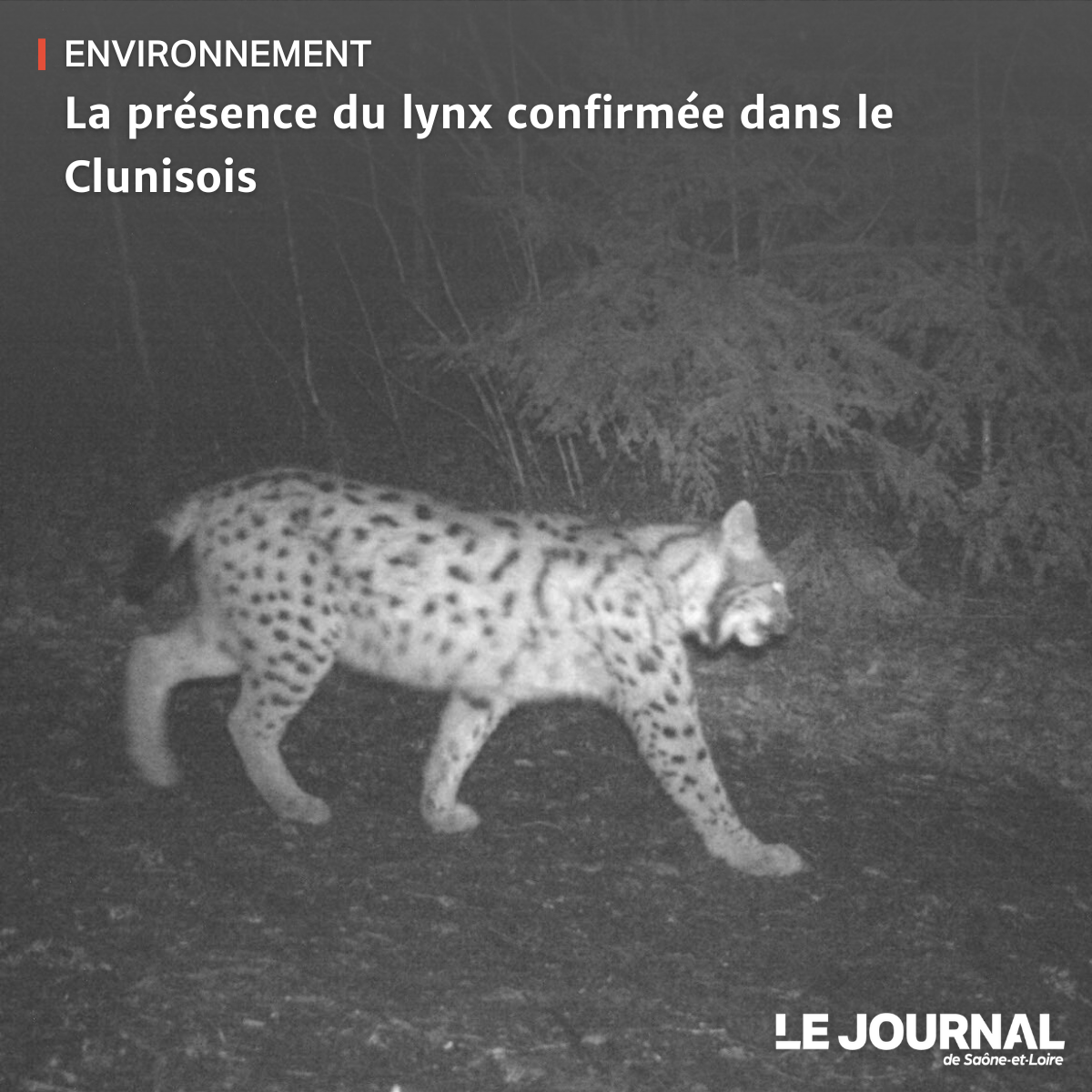 🐆 Selon un communiqué de la préfecture de Saône-et-Loire, plusieurs photos prises dans le département, en particulier dans le Clunisois, attestent de la présence d’un lynx boréal.