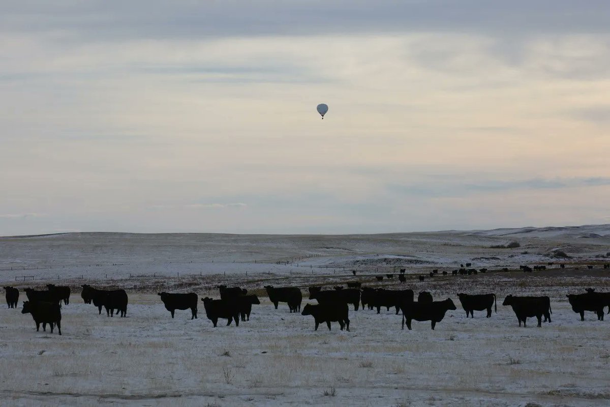Bailey Balloons tweet media