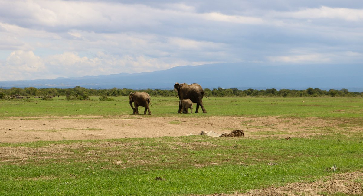 SenseofAfricaEA's tweet photo. Views of the wild at the Ol Pejeta Conservancy from @serenahotels #SerenaSweetwaters strategically located to give a close up experience of the wildlife.
#travelafrica #MoreThanJustAJourney #OlPejeta #Nanyuki #kenya https://t.co/WlZYaiCAuh