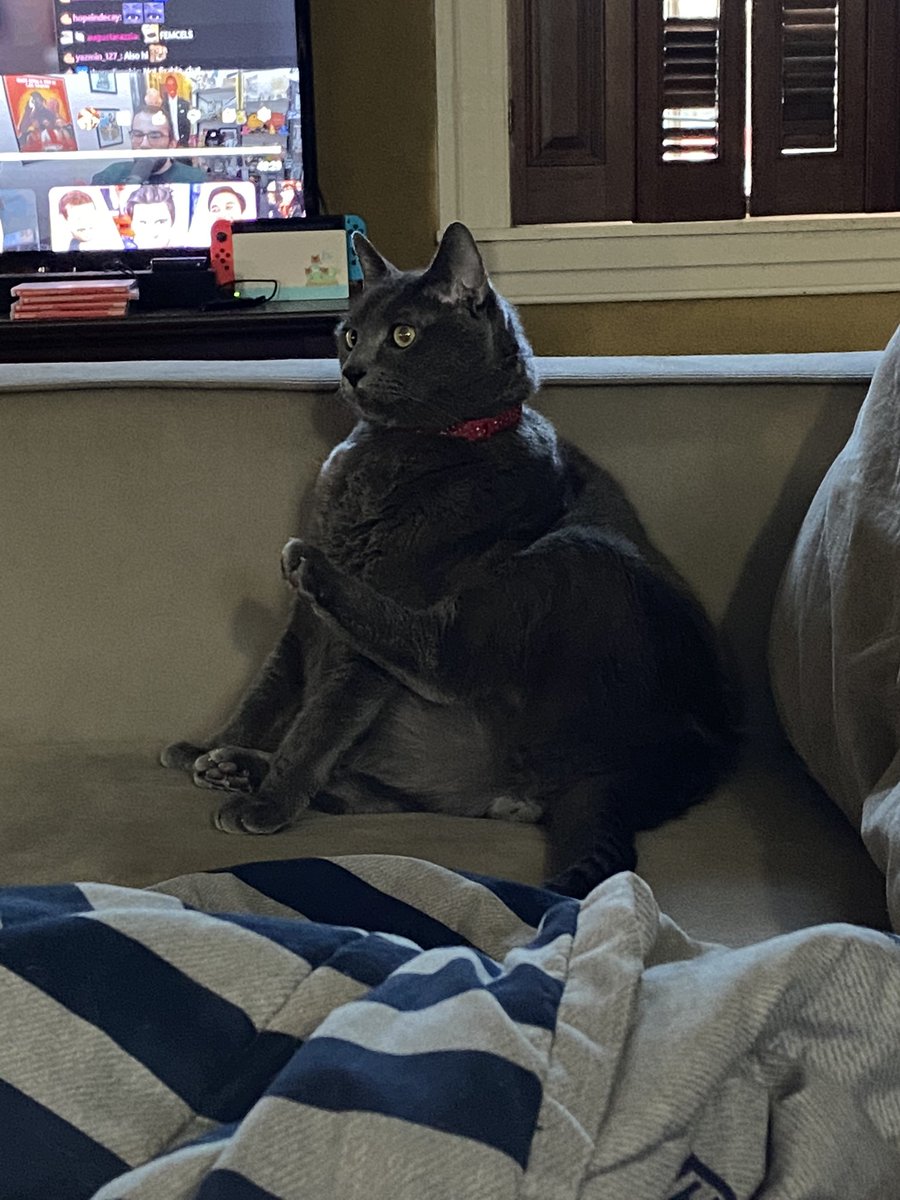 JadeSqueaketh's tweet image. Enjoy this picture of my cat doing yoga he&apos;s good at it I swear---