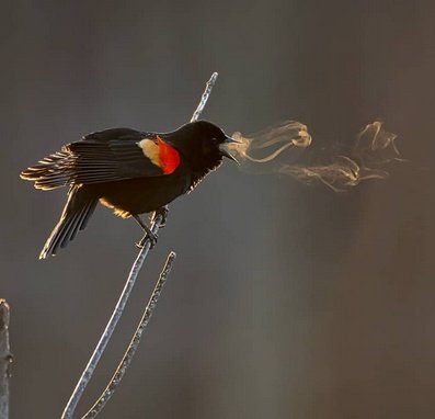 Photographer Kathrin Swoboda captured amazing images of a red wing blackbird's song, visible via the bird's breath in cold air and early light #WomensArt