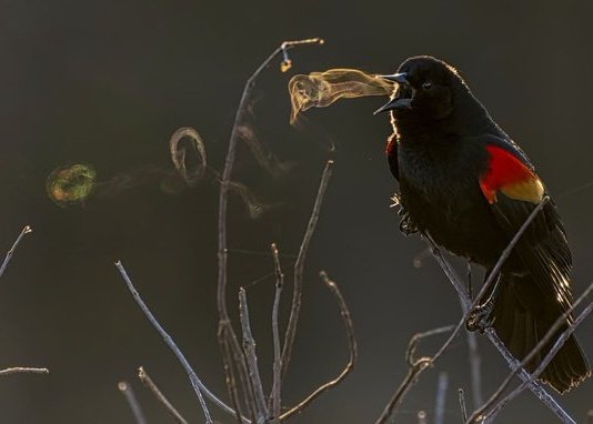 womensart1's tweet photo. Photographer Kathrin Swoboda captured amazing images of a red wing blackbird's song, visible via the bird's breath in cold air and early light #WomensArt https://t.co/ldSWijAngA
