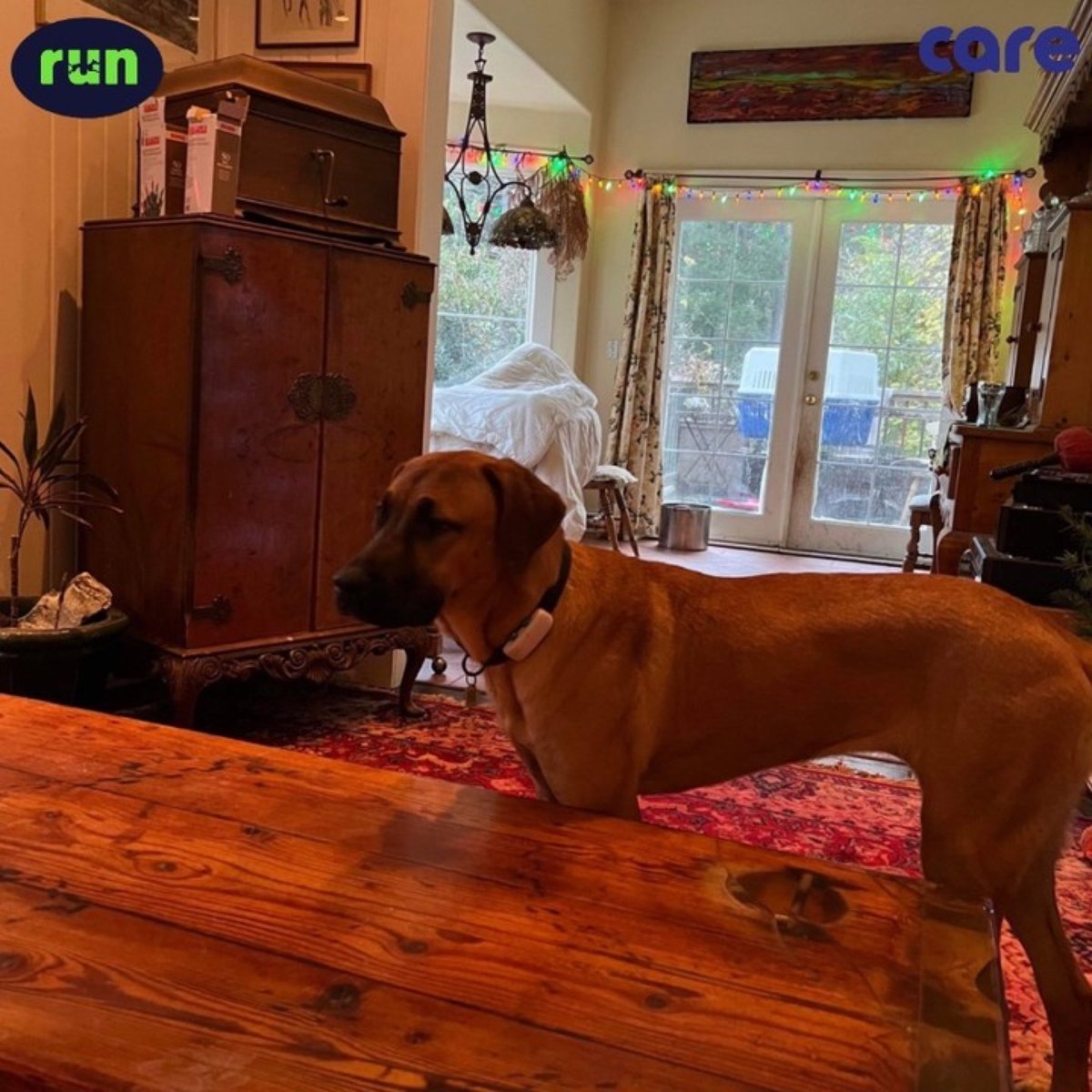 FromCareKorea's tweet image. 노라 노라 행복하노라! 웃노라! 
편하노라! 배부르노라!
​
단풍이 떠오르는 나라,🍁 
캐나다로 떠나신 우리 노라! 🇨🇦🇨🇦

임보 집에서의 편안한 생활을 엿볼 수 있는 
사진과 영상이 도착했어요~~🏠🏡🏘

우리 쪼꼬미😂🤣노라도 언넝 평생 가족 찾자~~♥️사랑하노라~~~~❤️

#구조견 #해외입양 #케어 #런