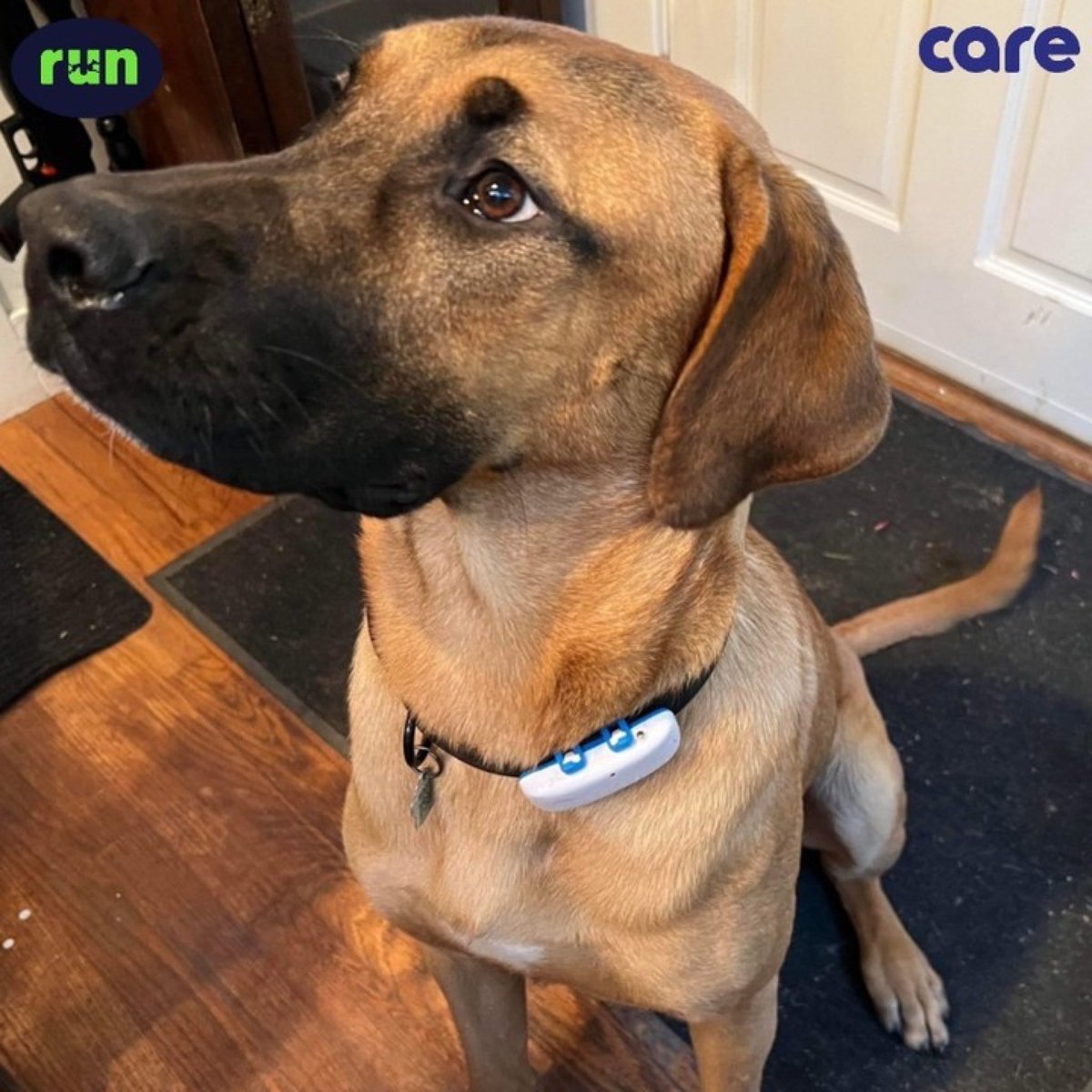 FromCareKorea's tweet image. 노라 노라 행복하노라! 웃노라! 
편하노라! 배부르노라!
​
단풍이 떠오르는 나라,🍁 
캐나다로 떠나신 우리 노라! 🇨🇦🇨🇦

임보 집에서의 편안한 생활을 엿볼 수 있는 
사진과 영상이 도착했어요~~🏠🏡🏘

우리 쪼꼬미😂🤣노라도 언넝 평생 가족 찾자~~♥️사랑하노라~~~~❤️

#구조견 #해외입양 #케어 #런