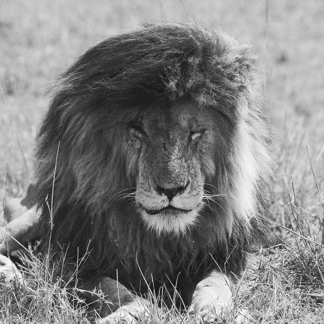 Peaceful Scar Face | Masai Mara | Kenya
#lionsonly #lions #big5 #wildplanet #wildestafrica #africanwildlife #capturethewild #splendid_animals #menseselense #scarface #masaimaranationalreserve #marvelous_animals #bestnatureshots #bbcearth #natgeowild #natgeoyourshot
