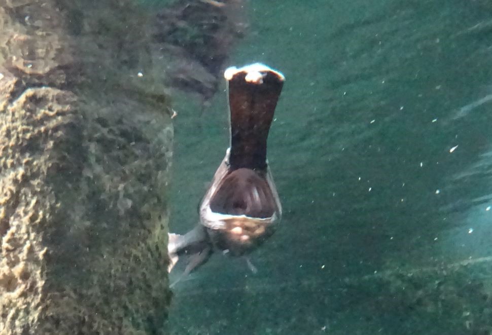 UAntwerp Funmorph tweet media