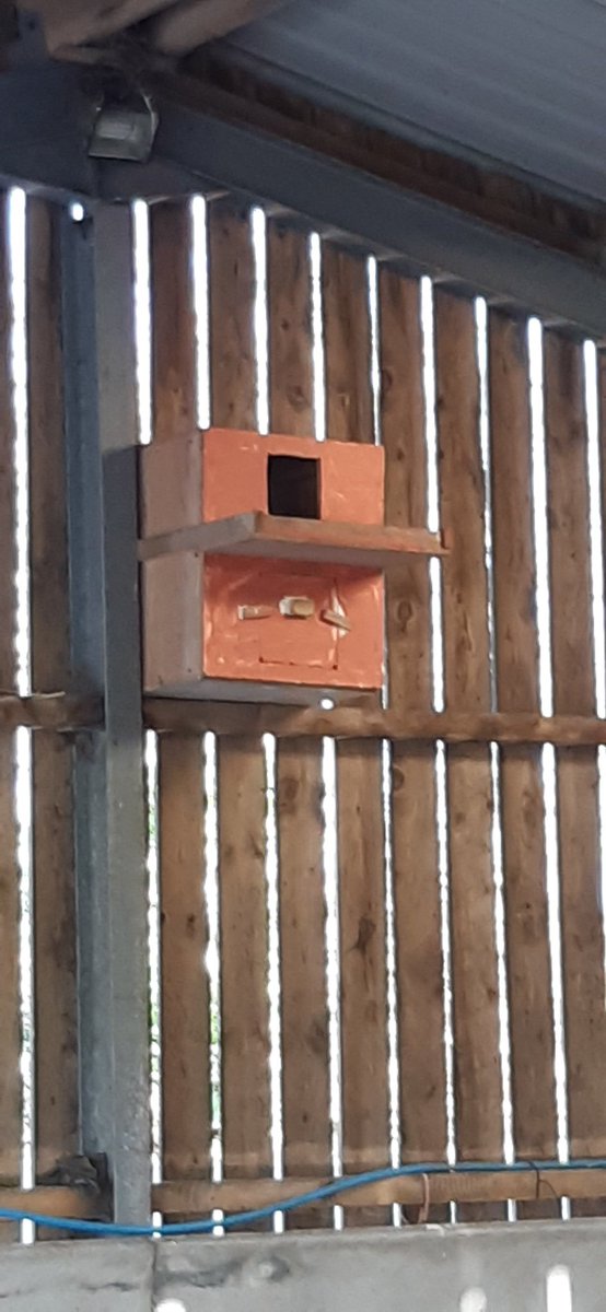 Anglesey barn owl group members kindly donated a nest box for work. Hopefully the owls will find it <a href="/muliernatura/">Vicky</a> #barnowls    #birdwatching @AngBirdNews