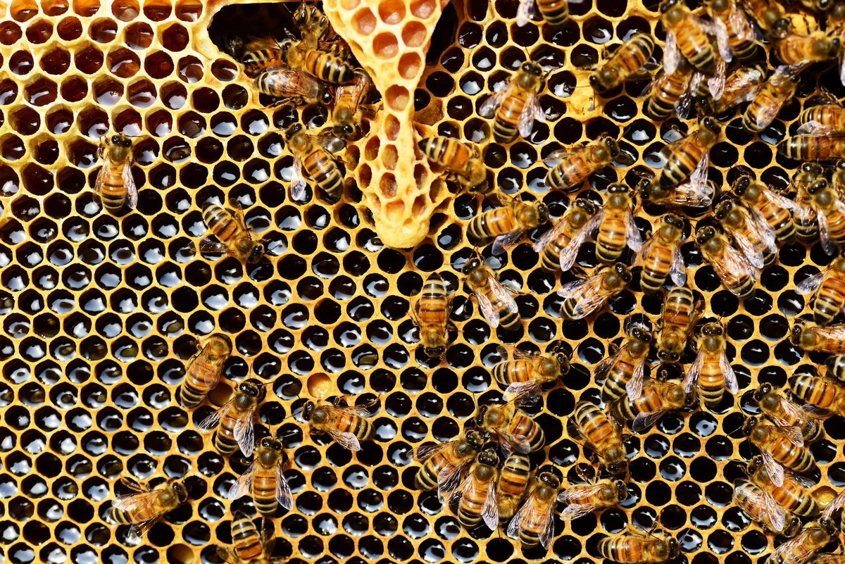 worldbeeproject's tweet photo. Bees at war! Did you know bees have perfected gruesome self-defence strategies? They let invasive predators enter their hives, once in, they shower with mud, plant resin and wax, burying them alive. Tiny yet scary! https://t.co/5WufiMmBJQ
#savethebees #beefacts #worldbeeproject https://t.co/LlizPJTEQc