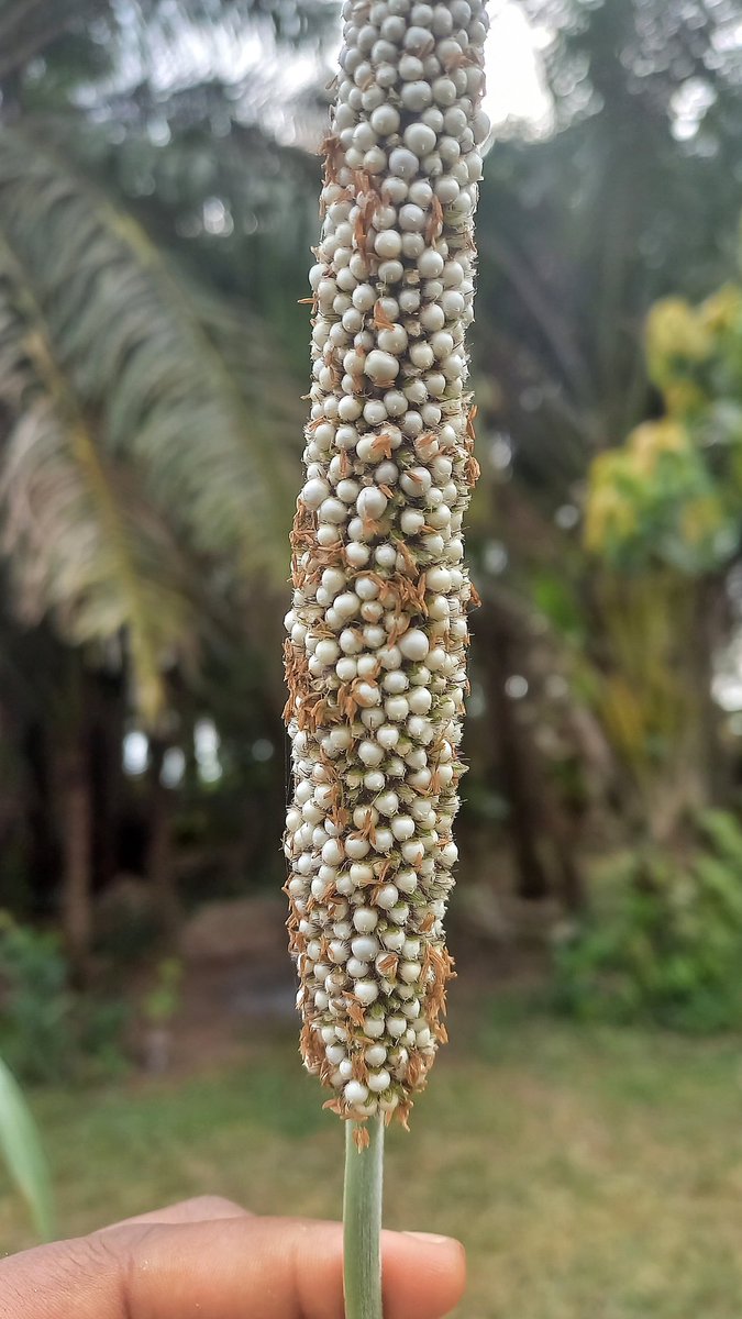 Growing food has really connected us back to our roots, our connection with nature.
It's an ever learning and interesting journey 😊

And so to people who grow food so we can eat in abundance, Happy Farmer's day. Do not tire in your work, the world needs more Farmers.🌍🥦🥬🌱🌾
