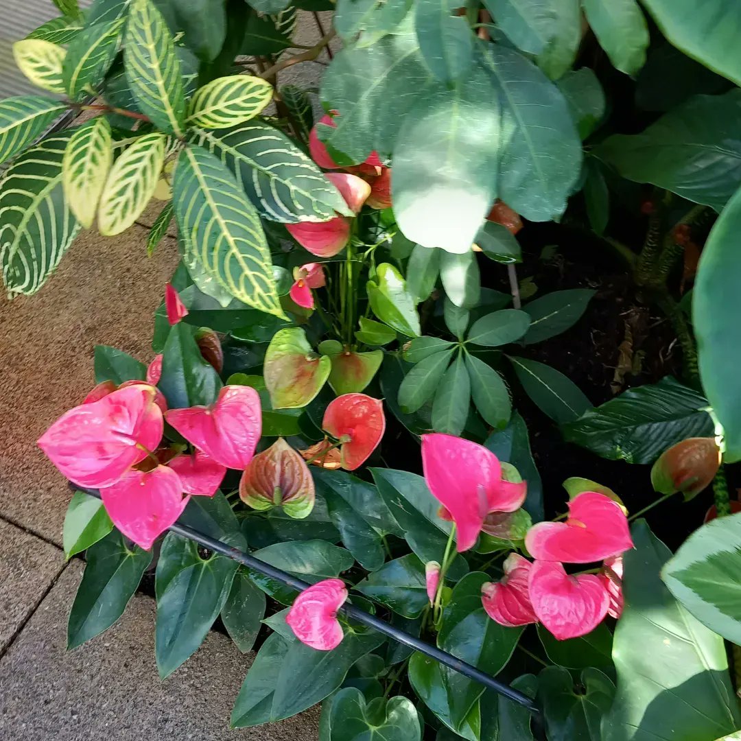 AlexStoneAuthor's tweet photo. Here's a quick photo of flowers from our visit to Kew Gardens last week to brighten up your day.
#ilovelondon #londonlife #thisislondon #iglondon #londongirl #citysightseeing #kewgardens @kewgardens #kewgardenphotos #Fridayfeeling https://t.co/w8YLcviE1B