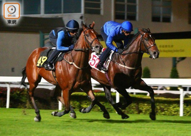 dommillard1's tweet photo. Our HKIR Vase runner Panfield having a stretch out on the grass with his big race jockey @KarisTeetan on board. https://t.co/WqDtwApjSu