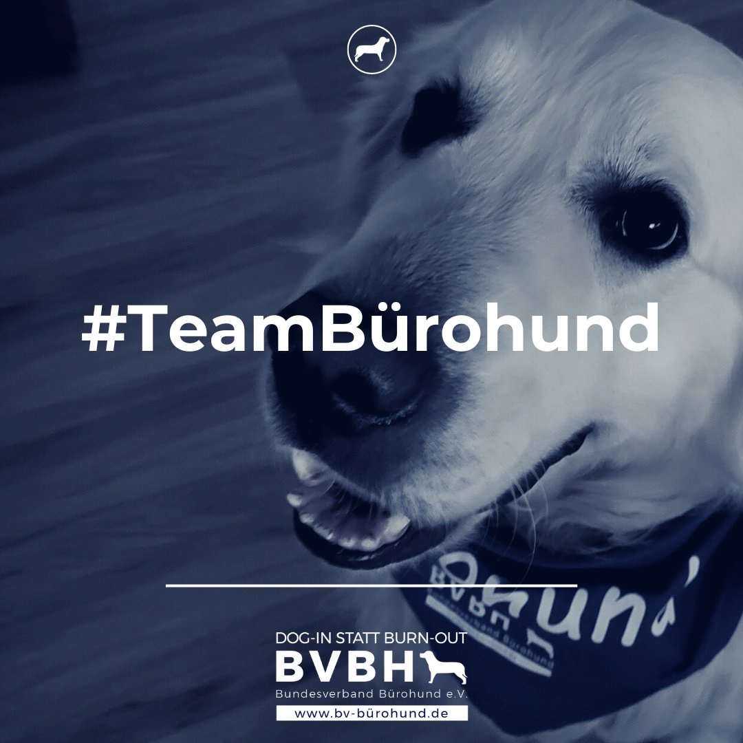 BV_Buerohund's tweet photo. Ein besonderes Geschenk für Kolleginnen, Kunden und Partner mit #Bürohund:

Verschenken Sie eine 12-monatige Mitgliedschaft im offiziellen #TeamBürohund. 

#Halstuch, #Mitarbeiterausweis, #Urkunde

Hier buchen: 

https://t.co/ehdofd97d2

#Weihnachtsgeschenk https://t.co/S9vThGef84