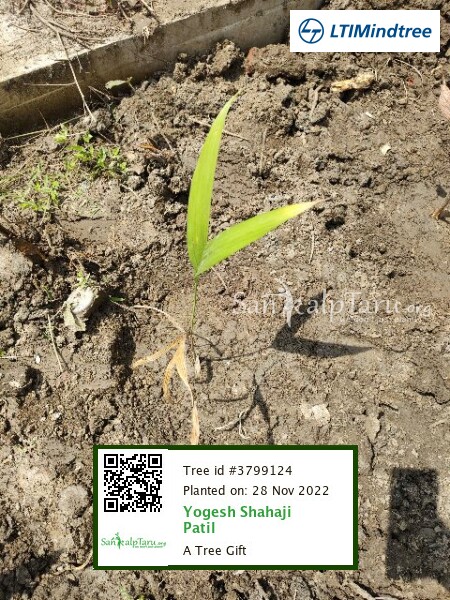 Patil_Yogesh_S's tweet photo. Thank you @LTIMindtreeOFCL for this very thoughtful "Green Gift" !!

My tree is planted with @Sankalp_Taru Foundation in Lugachhi (W.B)

#GoGreenTogether #LTIMindtree #sustainable #future #ThankYou #Tree #ecosystem #green https://t.co/xcconWEu4K