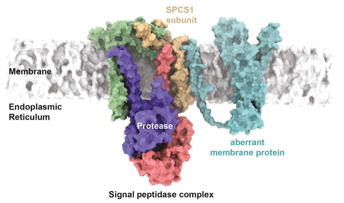 New function of the signal peptidase complex discovered: The @cpblab @TU_Muenschen and @lemberg_lab #UniCologne have shown that it performs quality control of membrane proteins✅
📰 Publication in <a href="/ScienceMagazine/">Science Magazine</a>
➡uni.koeln/GCP93