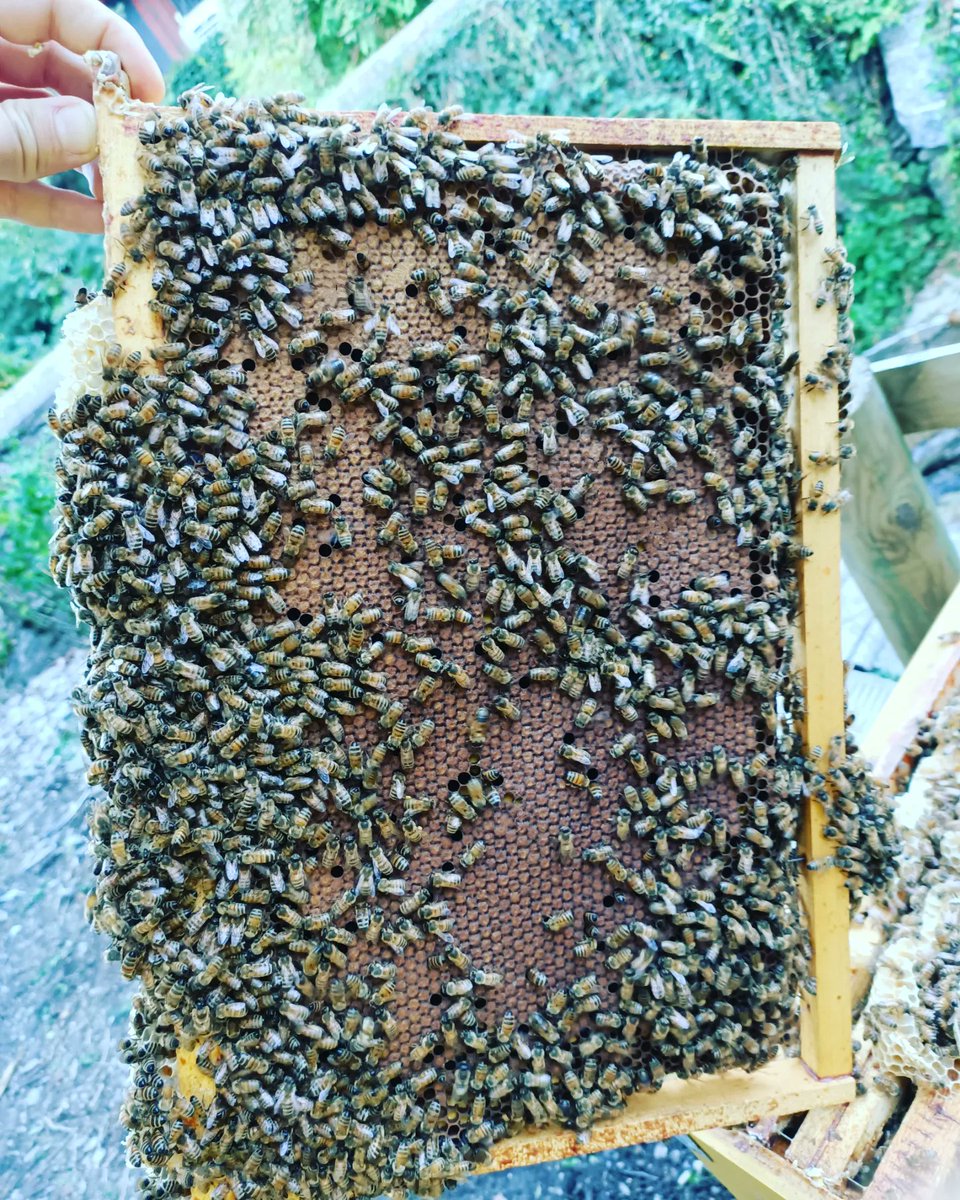 Differenze di genetica 
#bees #beekeeping #beekeepers #apicultura #apicolturaitaliana #apicolturavalsesia #imker #apiculture #beekeeperslife #apiary #honey #honeycomb #honeybees #honig #api #apismellifera #queenbees #buckfast #buckfastqueenbees #nativebees #geneticaapicola