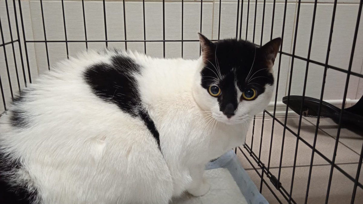 PO5SbTWhuxoGeWr's tweet image. Это Вася. Васю вчера принесли в клинику на усыпление. Причину толком не озвучили - то ли нет денег лечить, то ли нет денег кормить, то ли всё обоссал. Принесли в крошечной тряпочной переноске, в которой кот едва поместился. Подписали бумаги и ушли. А Вася остался.