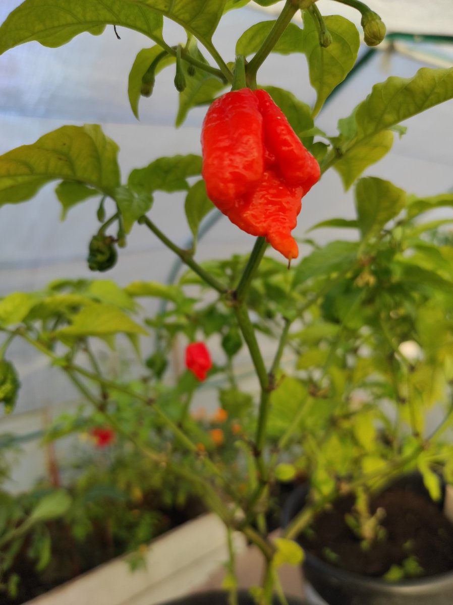 ChillisandSpice's tweet photo. Chillies still going strong. This week I dug up a couple of my favourites from the raised beds and put them in the polytunnel. Mega harvest coming on
#chillies #chilligrower https://t.co/O7LphWbnBJ
