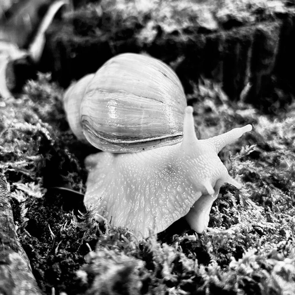 SweetGiantSnails tweet media