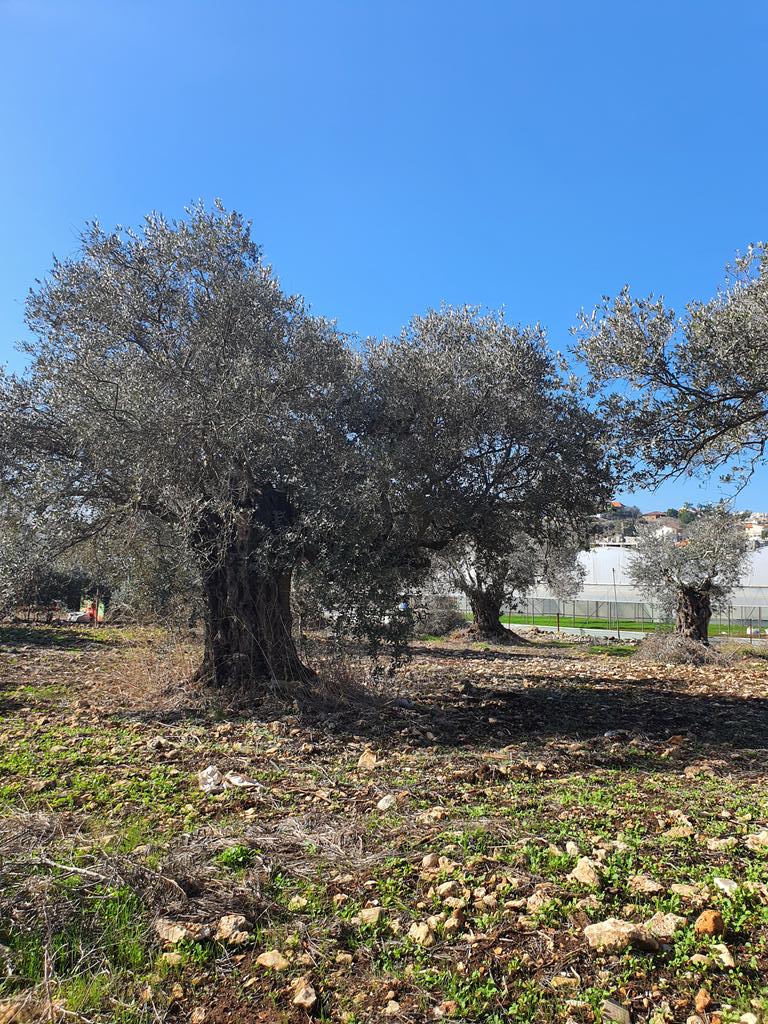 The Maroun's olive trees, strong connection to the land.