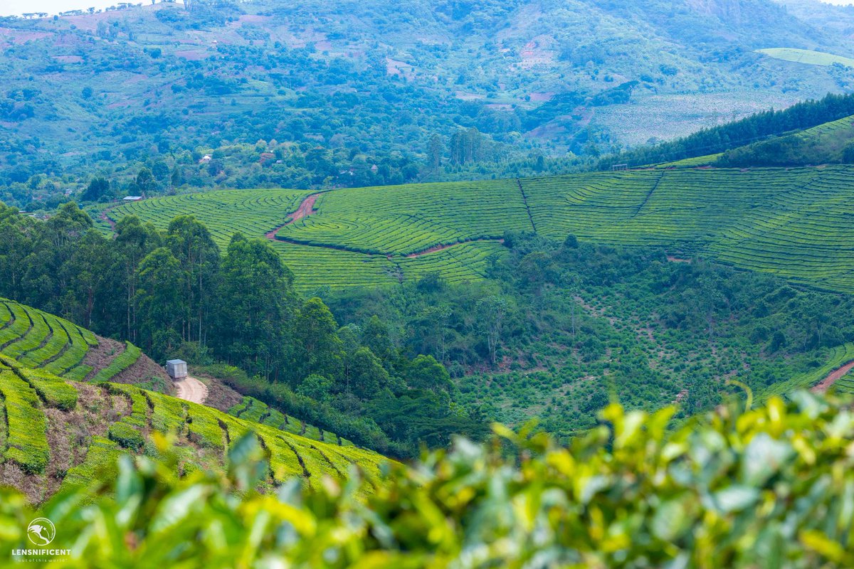Being a Chartered Accountant makes people not to see your real struggles from the past. This was my road to High School for 4yrs. This photo was taken abt 4km from my school. I used to walk about +10km to school.  That was +/- 20km per day. I got 5As 4Bs! Fight for what you want.