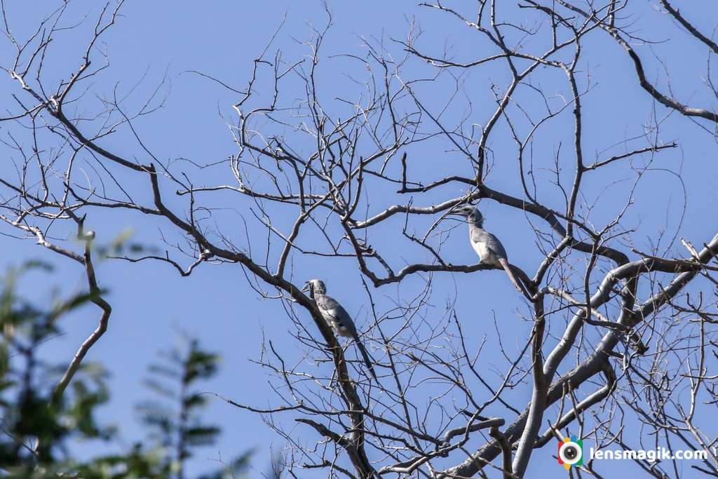 Indian Grey Hornbill bit.ly/3OTI1cQ Hornbills of India #indiangreyhornbill #hornbillsofIndia #birdsofGujarat #birdsanctuarygujarat #jessoresanctuary #hornbillspicesIndia #birdwatching  #birdphotography #BirdsOfTwitter