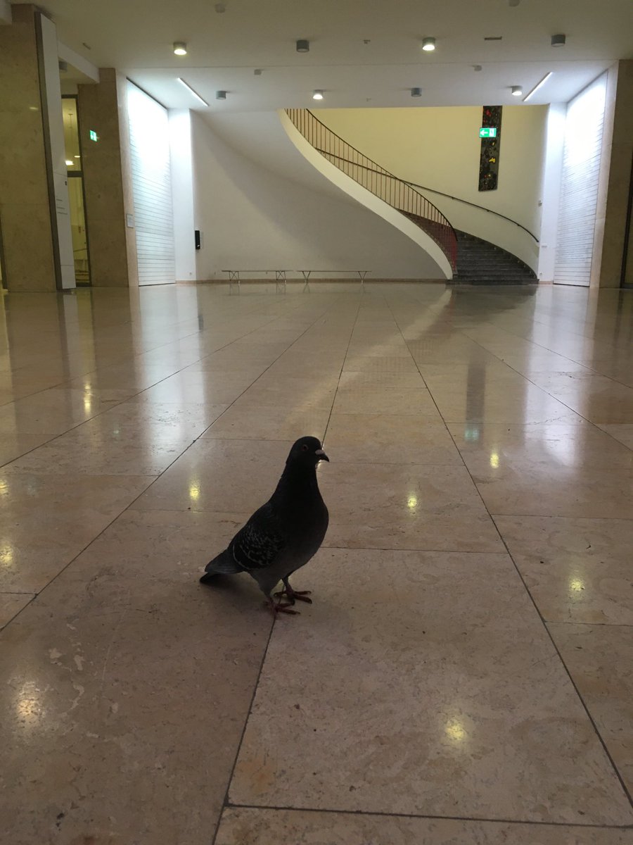 OneBiologist's tweet photo. Now they also go to the university ⁦@TU_Muenchen⁩ #feralpigeon #pigeonwatching https://t.co/5rXISgkHgt