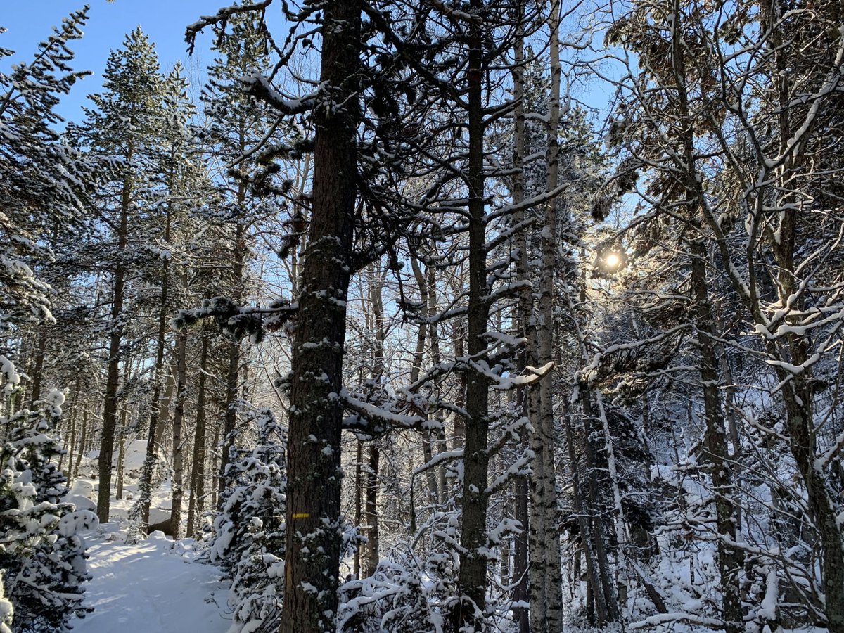 quimboucomics's tweet photo. Excursió al #Pirineu (11-2022)
Per la gent que vivim a la plana, fer una #excursió matinal per un #bosc #nevat és un gaudi a cada passa. El silenci i la bellesa
#neu #snow #catalunya #catalonia #catalogne #muntanya #mountains #montagnes #pirineu #excursio #excursion #trekking https://t.co/nmQLFi8GSo
