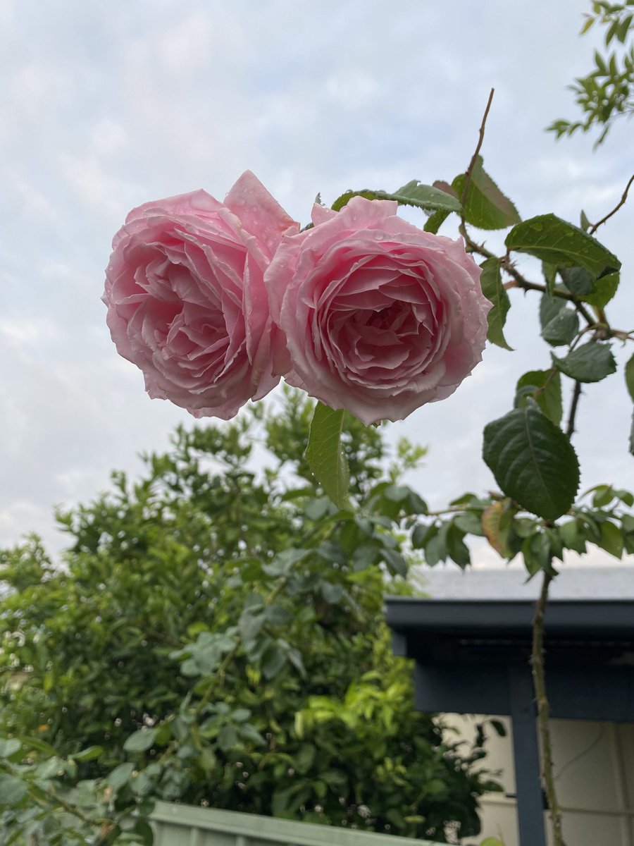 I planted some Kiss Me Kate’s last year, in honour of Kate Thornton, and they’ve bloomed for the first time 🥰 isn’t it funny how people you’ll never meet and really only have the faintest understanding of can have such an impact on you? Here’s to her beautiful light.