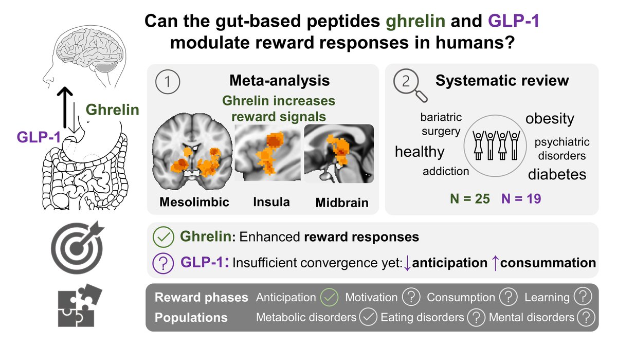 Corinna Schulz (@cor_et_cerebrum) on Twitter photo Can gastrointestinal hormones modulate our reward responses? <a href="/Cecivez/">Cecilia Vezzani</a> and I ventured into the available data and literature to find that
🎯 ghrelin enhances reward responses within the motivational circuit! w/ <a href="/cornu_copiae/">Nils Kroemer</a>
Highlights (🧵) + pre-print: biorxiv.org/content/10.110… Can gastrointestinal hormones modulate our reward responses? <a href="/Cecivez/">Cecilia Vezzani</a> and I ventured into the available data and literature to find that
🎯 ghrelin enhances reward responses within the motivational circuit! w/ <a href="/cornu_copiae/">Nils Kroemer</a>
Highlights (🧵) + pre-print: biorxiv.org/content/10.110…