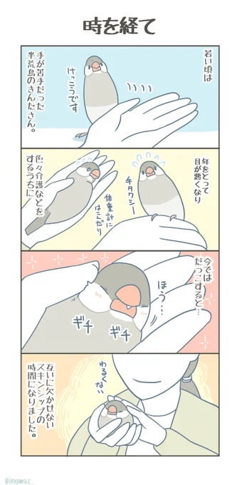 時を経て。

#Buncho #javasparrow #文鳥 