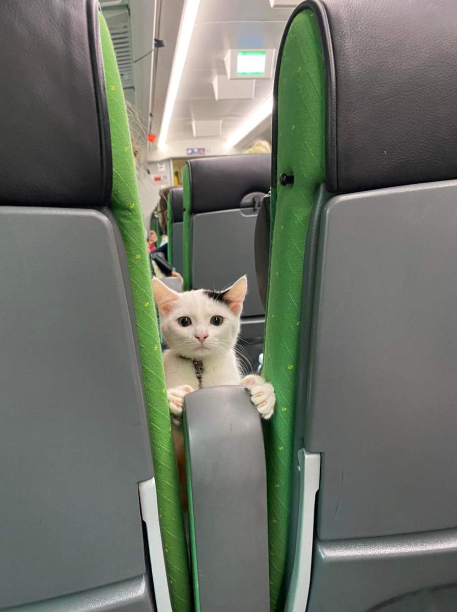 kochengfs's tweet photo. 🐈‍⬛ Aku harus bayar berapa untuk bisa duduk dipangkuanmu? 🥺🥺😿 https://t.co/r0WQMmLSpQ