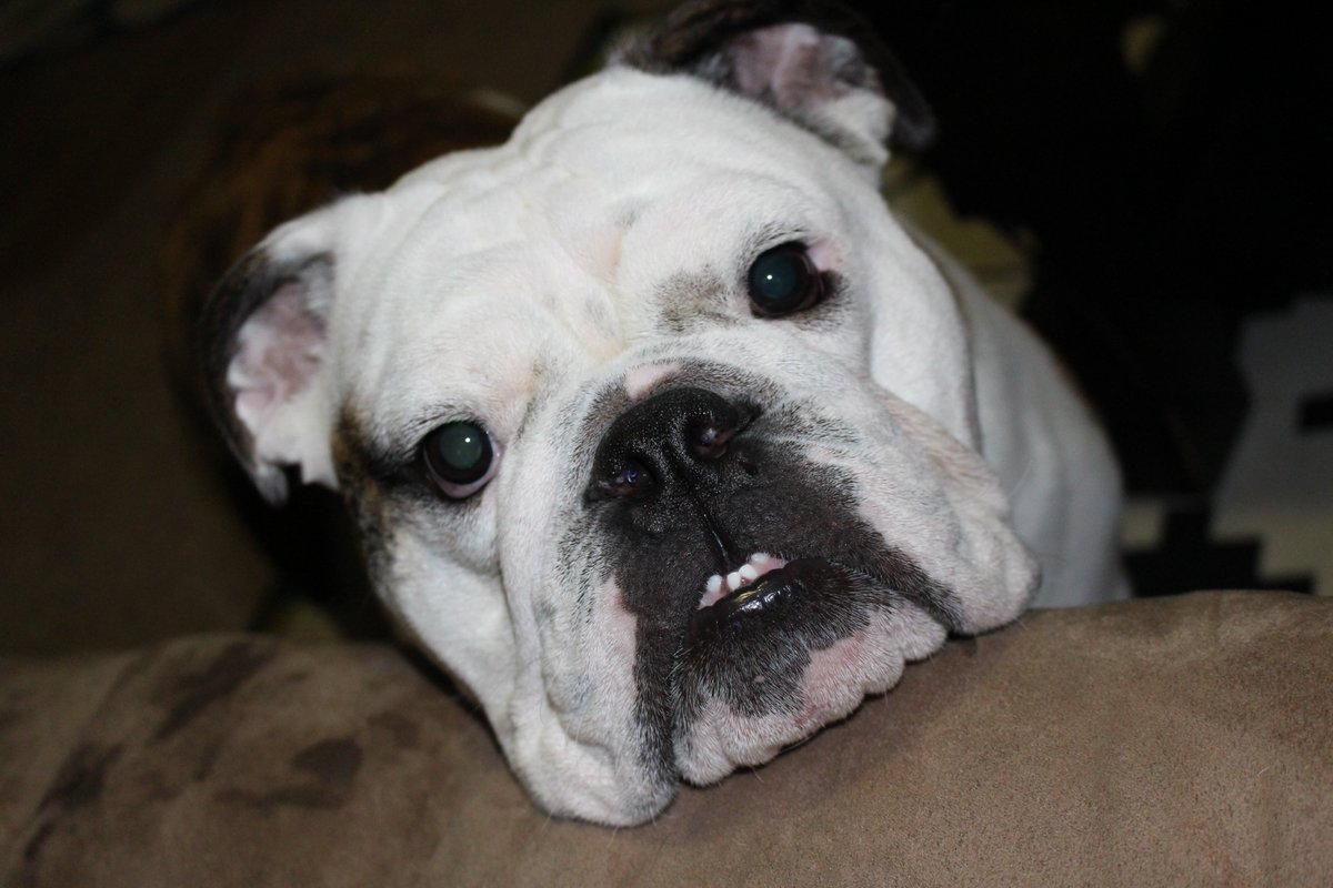 Oh you want a Bulldog? Have fun wiping his face off every time he drinks water.