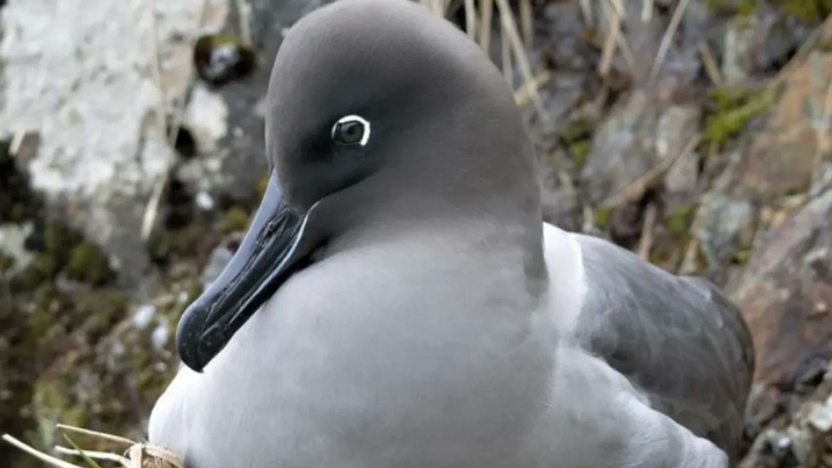 The Light mantled albatrosses have finished laying their eggs and are keeping them warm. The chicks begin hatching from late December onwards, so we can expect to start the New Year with plenty of fluffy chicks! 
📸: Erin Taylor
  #AlbatrossStories