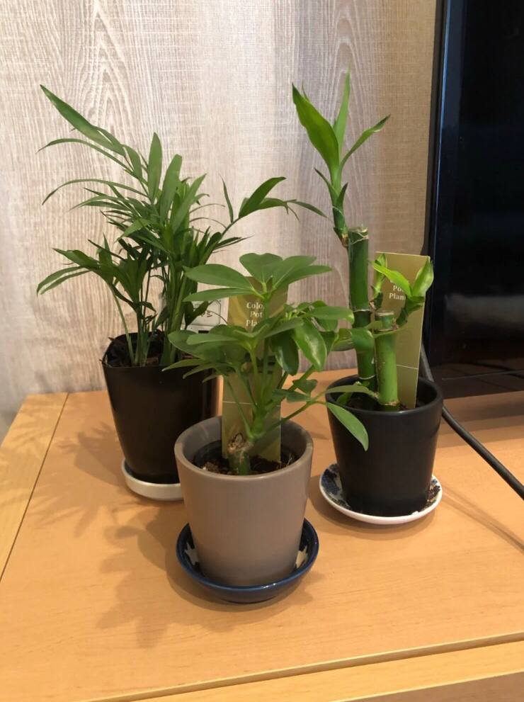 昨日家の子猫が植木を割ってしまいましたね🤣🤣
値段は高くないけど、お母さんが長く育ててくれたね。
お母さん、すごく怒ってるよ😭
だから今日も新しい鉢植えを買ってきた🌲
家に飾っておくのもいいですね😊
