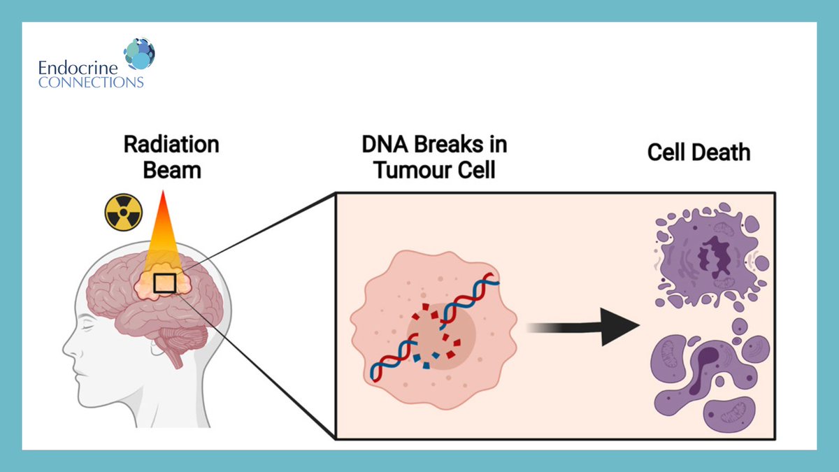 The aim of this review by Izabelle Lövgren et al.  is to address the late effects of cranial irradiation on the neuroendocrine system and to identify factors that make patients more vulnerable to radiation-induced endocrine sequelae.ow.ly/wNcX50LJFCr