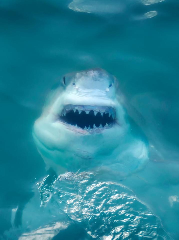 Dale Morris is one of my all-time favourite travel and wildlife photographers. He can even upstage an underwater photographer with a land based shot. What an eye.  
Image copyright Dale Morris 
#DaleMorris #FollowFriday #greatwhiteshark #whiteshark #teeth