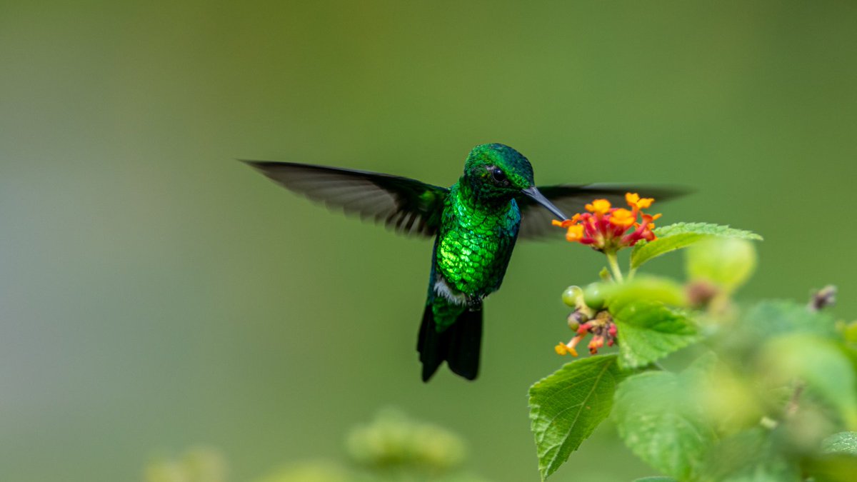 Tomorrow, negotiations to agree a transformational Global Biodiversity Framework begin ahead of the UN Biodiversity Conference, #COP15 later this month. Want to know what to expect and why it's important? Take a read of this explainer from @UNEP: bit.ly/3FkdmSO