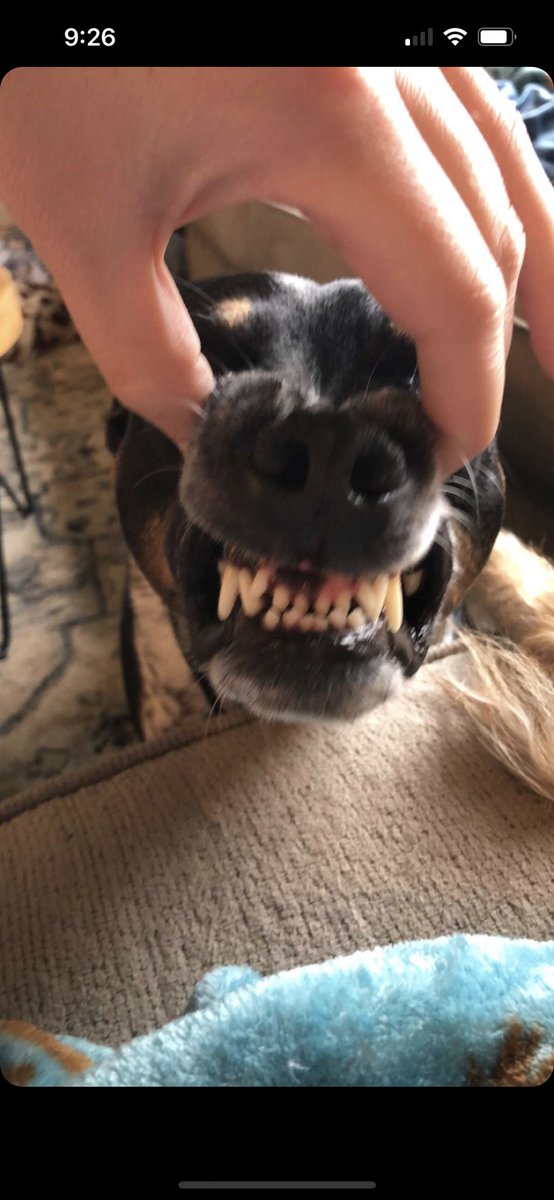 elw410's tweet photo. @barkbox Meet: DramaticEyeRollOfDisgust &amp; Teefs https://t.co/s8dWHnDUvU