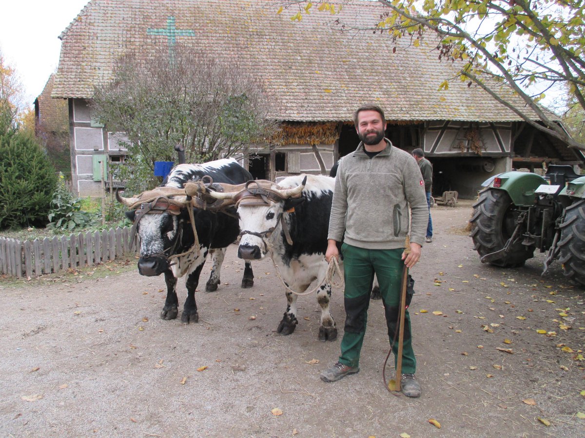 AgriMuseums's tweet photo. The #Ecomusee d'Alsace displays an exceptional collection of buildings&everyday objects of the Early 20thCentury & participates in the transmission of skills&artisanal know-how.
They offer courses on working with #draftcattle as eco- & #soil-friendly form of agriculture&logging. https://t.co/PRmoeYmOQb